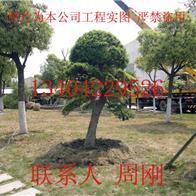 【苏州园林绿化景观设计工程】 主营:造型树/绿化工程苗木